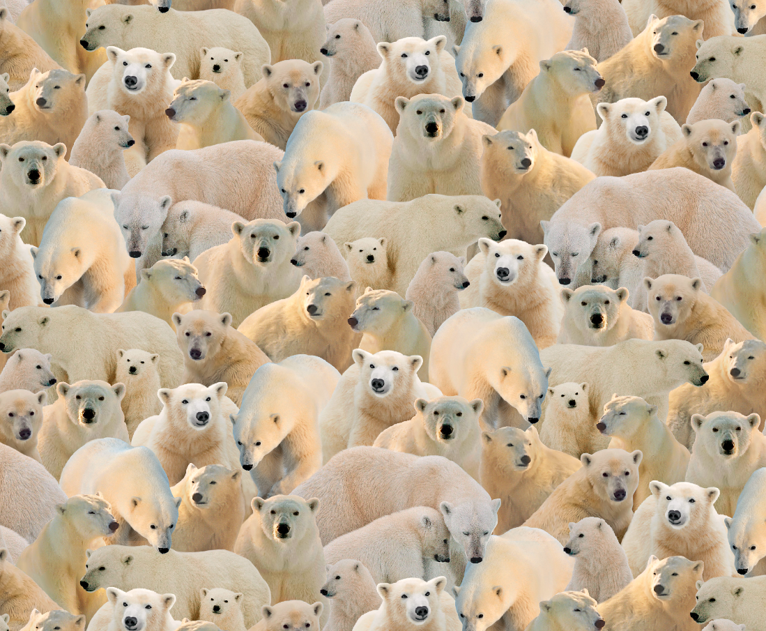 polar_bear_fabrics_native-fabric-prints-EY-2101-4_at_first_trend_fabrics